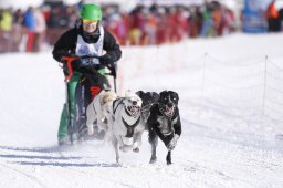 Lenk 2013